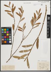 Foto von Salix purpurea subsp. lambertiana (Sm.) Rech. f.
